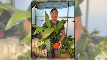 Ángel Illescas, floricultor: “Esta planta todoterreno es muy buena para principiantes, lo que pasa es que no quiere nada de sol”