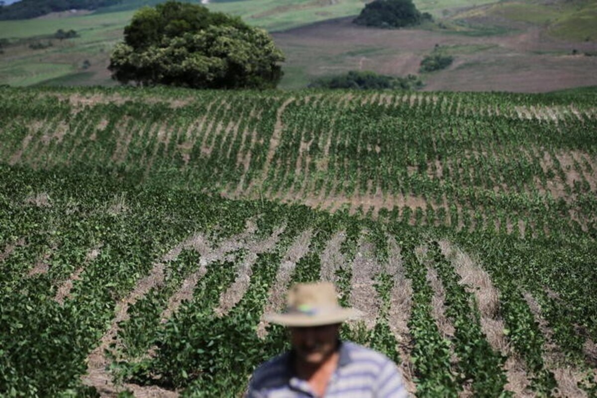 Sequía y pérdidas millonarias: la soja en crisis en Río Grande do Sul
