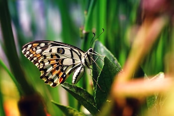 Mariposa de perfil con alas en tonos blanco, negro y anaranjado, posada sobre una hoja verde