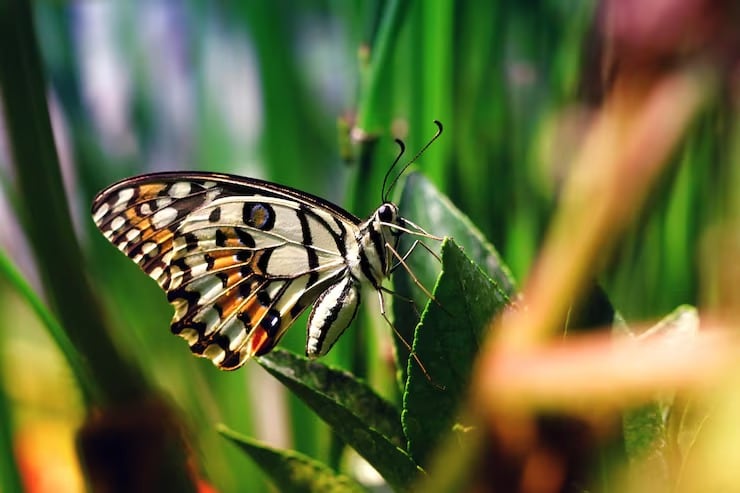 El caso de Bangladesh mostró que la revisión de 111 publicaciones sobre mariposas reveló vacíos de protección y documentó variedades que no habían sido registradas antes en el país (Magnific)