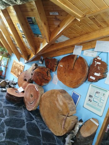 Huinganco Museo del Árbol y la Madera