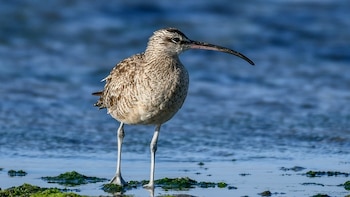 Alerta en la costa peruana:
