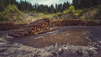 El sector primario alerta a la Unión Europea de la “pérdida de competitividad” por los defectos de la ley de deforestación