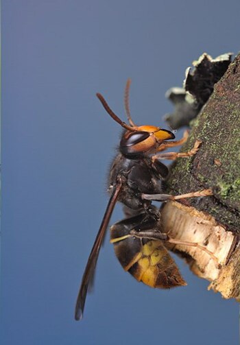 Los investigadores encontraron que la