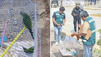 Loros - Serfor - Lambayeque - Tráfico animal - Perú - 11 junio