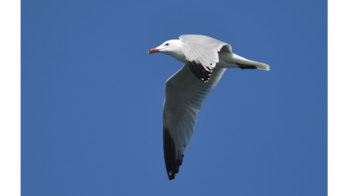 Gaviota de Audouin blanca con alas grises y puntas negras, y pico rojo, volando en un cielo azul despejado desde la parte inferior izquierda a la superior derecha