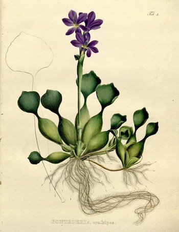 Sus extensas raíces de color