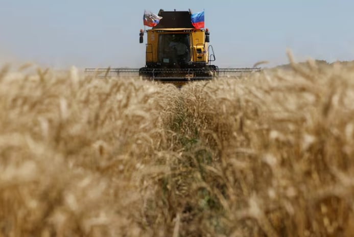 Rusia es un habitual vendedor de trigo a bajos precios, lo cual marca el tono del mercado global. Esta vez se ubica por encima de los valores del cereal argentino(Reuters)