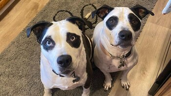 La noble labor de dos perros con cara de oso panda que ayudan a otros canes a encontrar hogares (Instagram packofpandas)