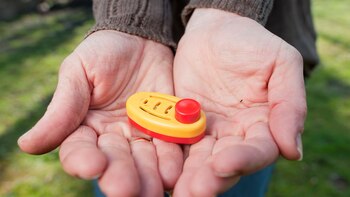 Las aves también pueden aprender