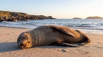Una foca peletera yace sobre la arena de una playa, con el mar y colinas rocosas al fondo bajo la luz del atardecer.