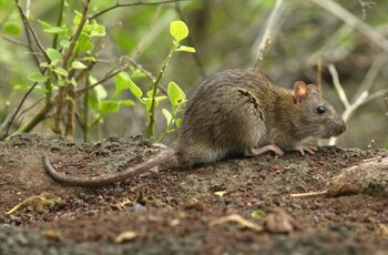 La rata noruega, en realidad,