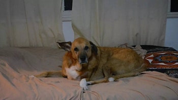 Su historia, que comenzó con