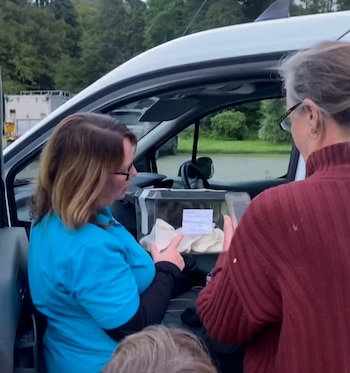 cría murciélago - viaja - Escocia