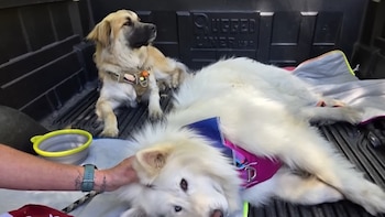 Dos perros en la parte trasera de una camioneta: un perro blanco grande está siendo acariciado mientras otro perro color crema está sentado y mirando