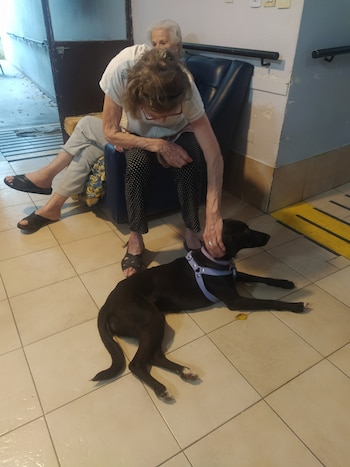 La caninoterapia está todavía poco