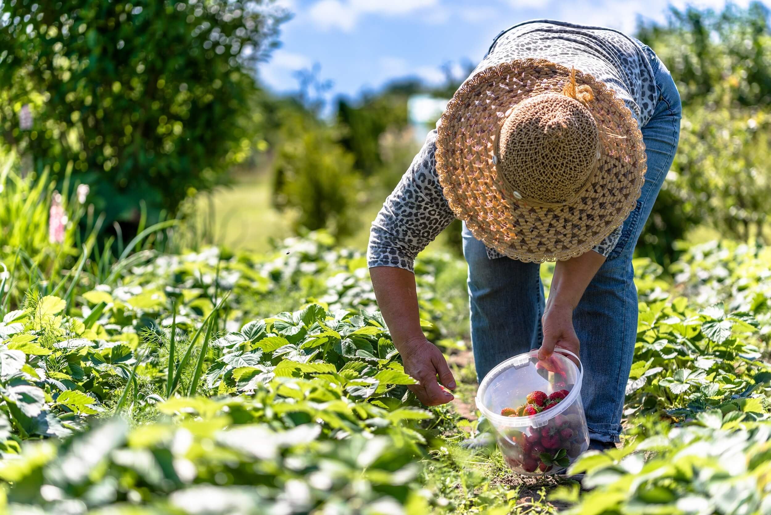 El sector agropecuario mantiene un rol central debido a la variedad de cultivos que se desarrollan a partir de condiciones climáticas favorables y del uso de sistemas de riego. Foto: AgroPress