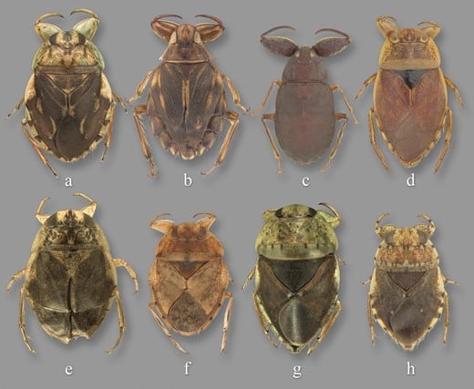 Un análisis filogenético de la familia Naucoridae confirmó que las chinches de platillo forman un grupo evolutivo común (Crédito: Gentileza, estudio Filogenia y clasificación revisada de los hemípteros (Hemiptera: Nepomorpha: Naucoridae), publicado en Zoological Journal of the Linnean Society )