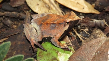Una rana marrón con marcas