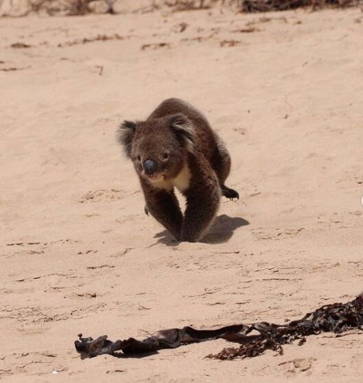 El Gran Paseo Oceánico de Australia recorre playas salvajes, bosques nativos y miradores con vistas al océano y sus legendarios Doce Apóstoles (REUTERS)