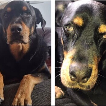 Sbanch está en riesgo de