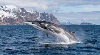 Ballena de aleta con dorso oscuro y vientre claro salta del agua con salpicaduras, frente a montañas nevadas y un cielo con nubes.
