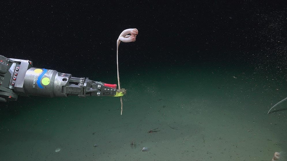 La transmisión en vivo de la expedición Talud Continental IV alcanzó cerca de 22 millones de visualizaciones en plataformas digitales. (ROV SuBastian / Schmidt Ocean Institute)