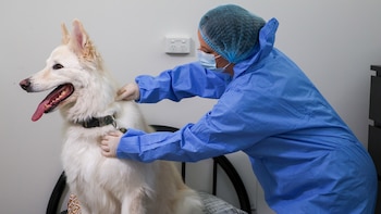 Los perros y los gatos