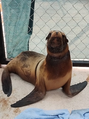 El ejemplar fue intervenido para