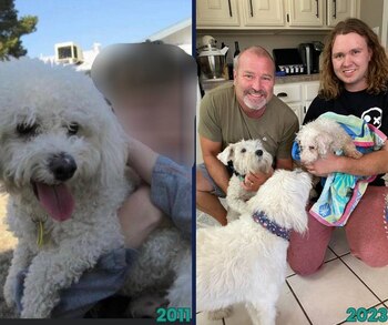 El canino se perdió a