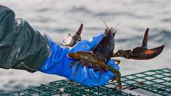 El calentamiento del Golfo de Maine impacta a la industria de la langosta