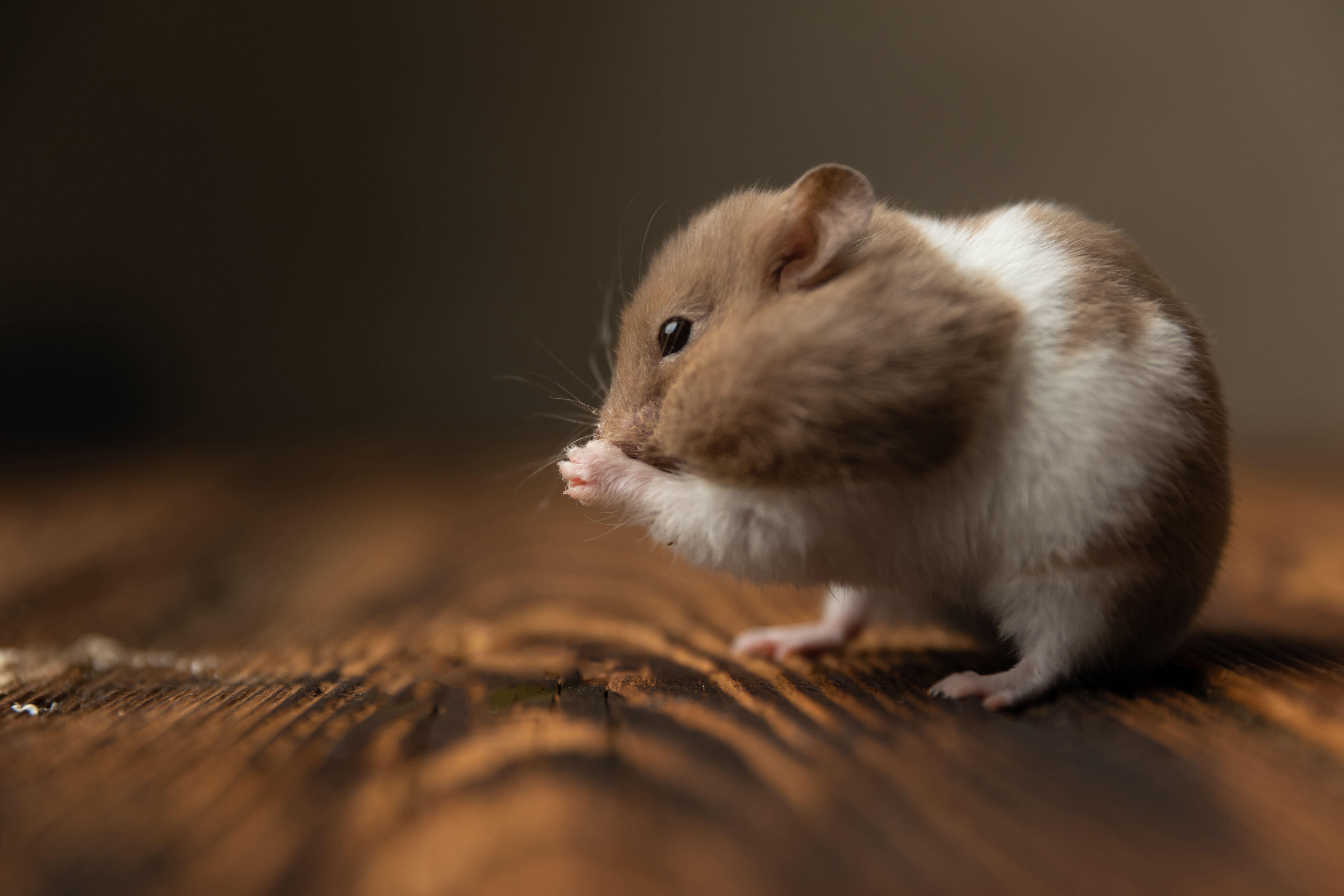 Mesocricetus auratus, Hamster Sirio