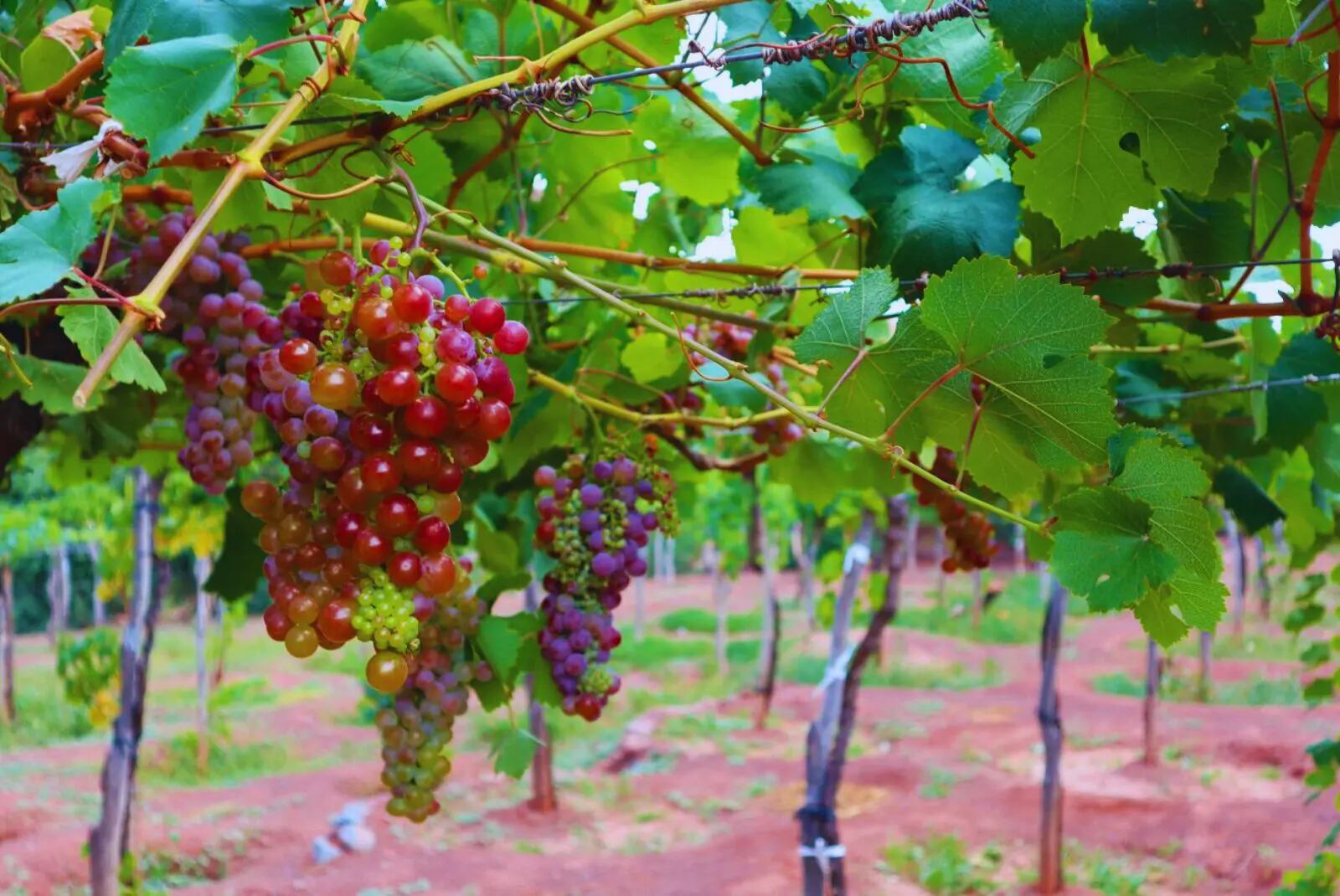 Cavas familiares albergan décadas de historias y celebraciones (inta)