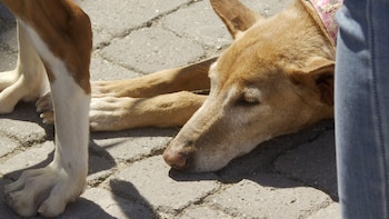 Más de 30 perros afectados