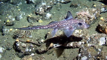 ¿Dientes en la frente? Así
