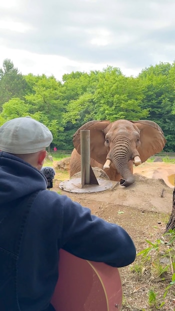 La población de los elefantes