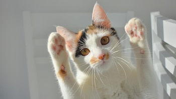 ¿Cada cuánto tiempo hay que