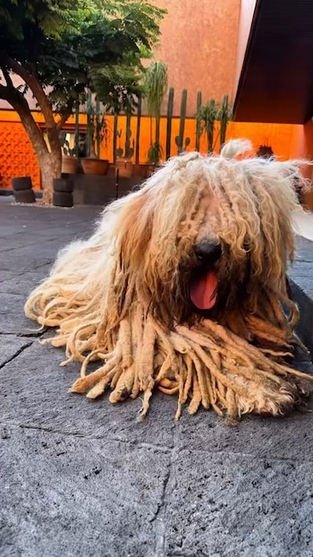 Primer plano de un perro Komondor tumbado en el suelo, mostrando su pelaje largo y cordado. Se ve su lengua rosada y parte de un árbol y plantas en macetas al fondo