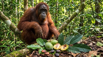 Un orangután de pelaje marrón rojizo se sienta en un tronco. Delante hay frutos verdes, frutos partidos y semillas oscuras sobre hojas secas en el suelo de la selva.
