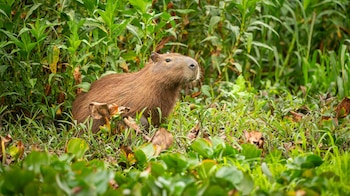 Día de Apreciación del Capibara – capibara – carpincho – Perú – noticias – 10 julio