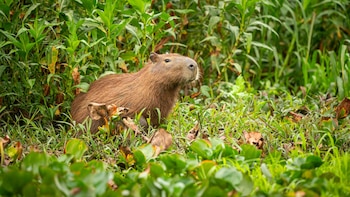 Día de Apreciación del Capibara: la efeméride que creció en redes sociales y busca visibilizar al mayor roedor del planeta