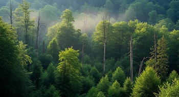 Vista aérea de un denso bosque con múltiples capas de árboles de hoja verde y algunos árboles secos, con una niebla suave entre el follaje iluminado por el sol.