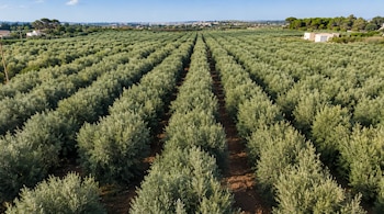 Vista aérea de hileras continuas de árboles de olivo sobre suelo de tierra, con árboles perimetrales y edificaciones al fondo
