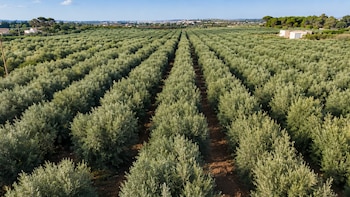 El experimento europeo que convierte aguas residuales en una solución contra la sequía
