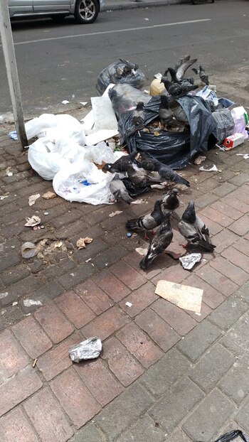 Las basuras también se han