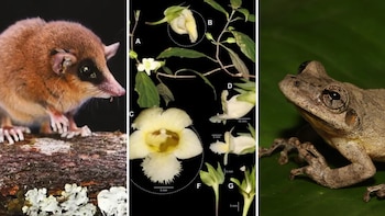Nuevas especies descubiertas en 2025