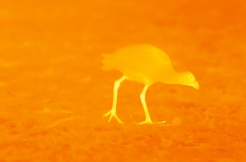 El pico y las largas