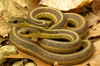 comportamiento grupal de las