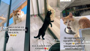 La felina se asoma por