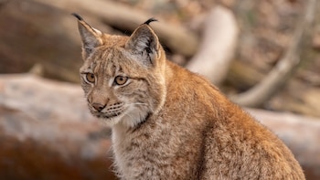 Una mujer mata con una pala a un lince que se había refugiado en su gallinero: deberá pagar 30.000 euros por daños medioambientales